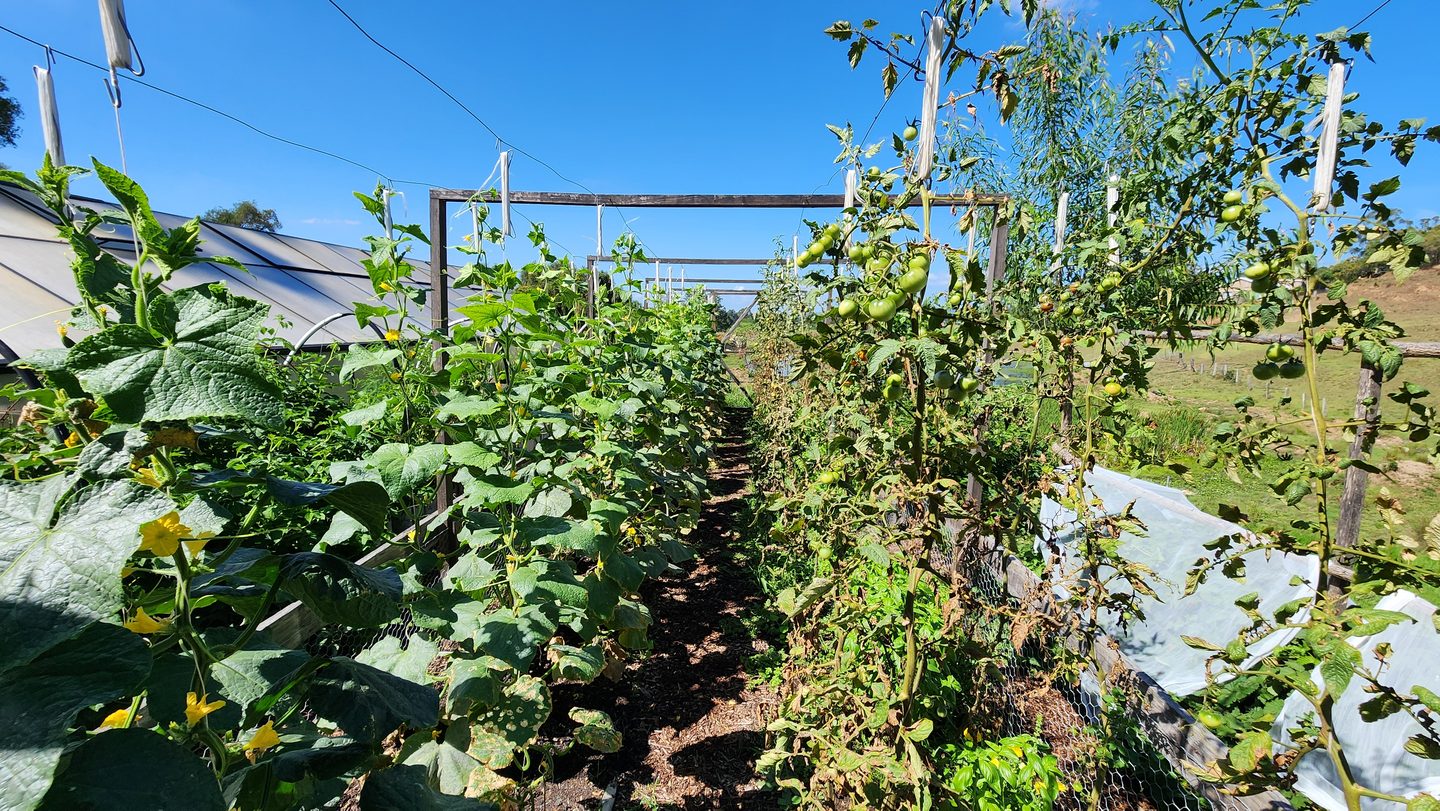 Rows of cucumber and tomato plants climbing trellises in the farm's market garden under a clear blue sky